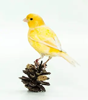 Finch Prints: Domestic Canary. Yellow bird on a pine cone peppered with millet spray. Germany