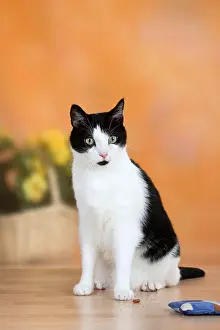 Domestic Cat Prints: Domestic Cat