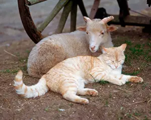 Domestic Cat Prints: Domestic Cat and Sheep
