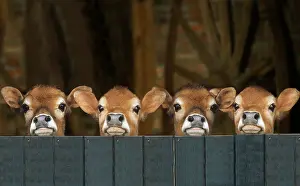 Calves Prints: Domestic cattle, Jersey cattle. Four calves looking over a wooden fence