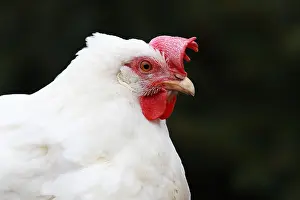 Profiles Prints: Domestic Chicken (Gallus gallus)