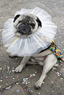 Breeds Prints: Domestic Dog, Pug, adult, dressed in fancy dress costume for carnival