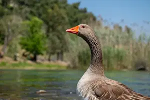 Greylag Prints: Domestic goose, close-up, blurred background