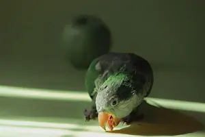 Interested Prints: Domestic green parrot monk stands in the sun and opened its beak. Close-up