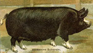 Domestic pig, Pork breed: Berkshire pig Sus scrofa domesticus, (agricultural book, 1898)