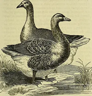 Bookdecade1860 Prints: Domestic poultry: being a practical treatise on the preferable breeds of farm-yard poultry
