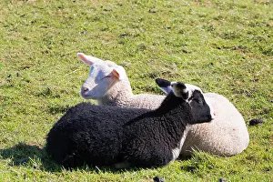 Lies Prints: domestic sheep (Ovis ammon f. aries)