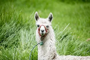 Stare Prints: A domesticated llama helps keep the grass cropped at the extensive Pumapungo outdoor archeology museum in Cuenca