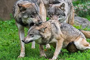 Submissive Prints: Dominant gray wolf (Canis lupus) bites subordinate wolf pack member in the neck