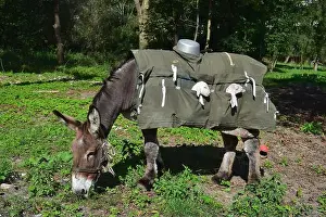 Donkey Prints: A donkey carrying young lambs in special saddle bags. Bergamo, Lombardy, Italy