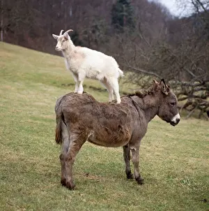 Donkey Prints: Donkey and Goat