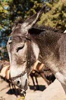 Donkey Prints: Donkey head shot