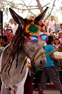 Donkey Prints: Donkey with a Rastafarian costume during the Donkey Fair (Feria del burro) in Otumba