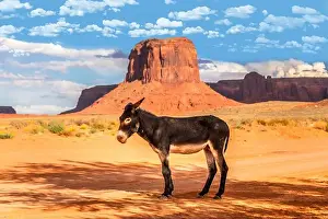 Donkeys Prints: A donkey on red sand in the arid landscape of Arizona, close to the Monument Valley