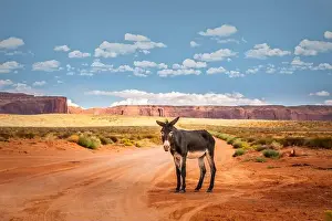 Donkeys Prints: A donkey on red sand in the arid landscape of Arizona, close to the Monument Valley