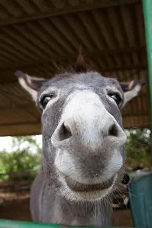 Donkey Prints: a donkey smiling face closeup in a barn