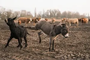 Domestic Animals Prints: Donkeys kicking in rural field