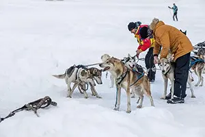 Sleigh Prints: Donovaly, Slovakia - 28 January
