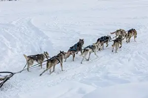 Dogsledding Prints: Donovaly, Slovakia - 28 January
