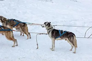 Dogsledding Prints: Donovaly, Slovakia - 28 January