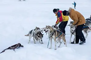Sleigh Prints: Donovaly, Slovakia - 28 January