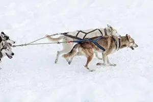 Dogsledding Prints: Donovaly, Slovakia - 28 January