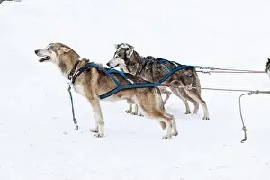 Dogsledding Prints: Donovaly, Slovakia - 28 January