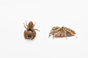 Arachnid Prints: Dorsal an dlateral of Female Jumping spider, Hasarius adansoni, Pune, Maharashtra India
