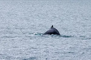 Dorsal Prints: The dorsal fin of a humpback whale
