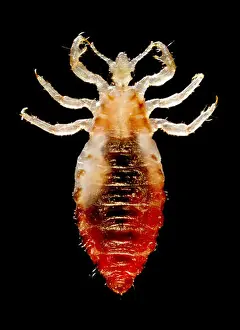 Dorsal Prints: Dorsal view of a male body louse, Pediculus humanus var. corporis