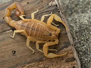 Venomous Prints: Dorsal view of a subadult Indian red scorpion (Hottentotta tamulus) resting on a piece of wood