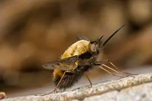 Deadwood Prints: Dotted bee-fly (Bombylius discolor), sits on deadwood, Germany