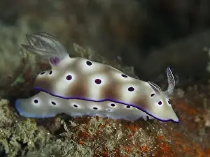 Dive Site Prints: Dotted nudibranch with red-brown and white colours