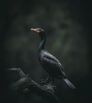 Cormorant Prints: Double-crested Cormorant