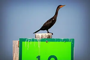 Cormorant Prints: A Double-crested Cormorant (Nannopterum auritum) at Marco Island, Florida