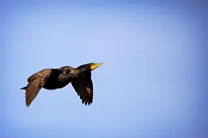 Cormorant Prints: A Double-crested Cormorant (Nannopterum auritum) at Marco Island, Florida