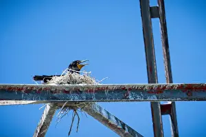 Cormorant Prints: Double-crested cormorant nesting on the power lines structures going over the St