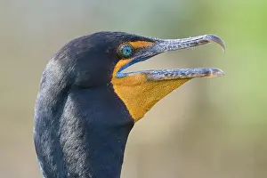 Natural Environments Prints: Double-crested cormorant (Phalacrocorax auritus)