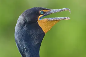 Looking At The Camera Prints: Double-crested cormorant (Phalacrocorax auritus)