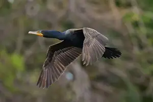 Phalacrocoracidae Prints: Double-crested cormorant (Phalacrocorax auritus)
