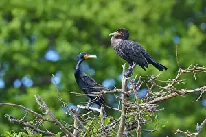 Natural Environments Prints: Double-crested cormorant (Phalacrocorax auritus)