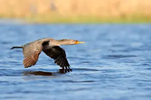 Cormorant Prints: Double-crested Cormorant (Phalacrocorax auritus), Florida, USA