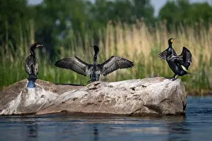 Animal Stage Prints: Double-crested cormorants spanning their wings to dry on a rock along the St