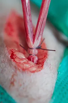 Veterinarian Prints: Double ligation on uterine horns of a cat in ovariohysterectomy surgery