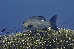 Diving Locations Prints: A double spotted snapper (Lutjanus bohar) swimming over a coral reef in the deep blue ocean