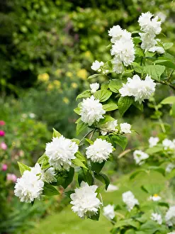 Scent Prints: Double white flowers of the early summer flowering deciduous mock oragnge shrub