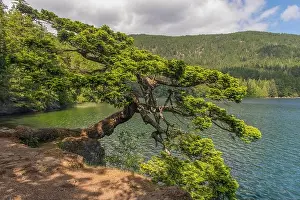 New Growth Prints: A Douglas fir tree shaped by the wind leaning over the shore of Cascade Lake in Moran State Park on Orcas Island