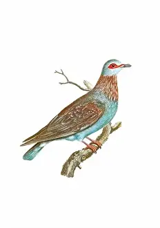 Tiny Bird Prints: Dove. Vintage inspired bird art