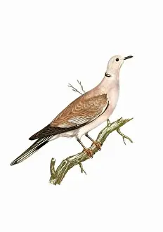 Tiny Bird Prints: Dove. Vintage inspired bird art