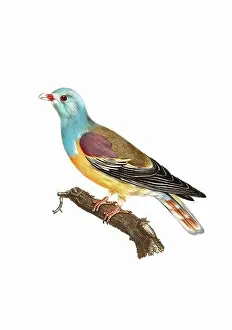 Tiny Bird Prints: Dove. Vintage inspired bird art